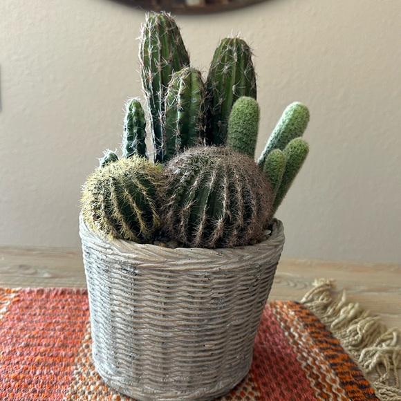 Faux Potted Cactus Arrangement - Picture 1 of 14